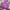 Nike Avant Garde Hoody Pria purple photo 1