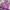 Nike Avant Garde Hoody Pria Purple