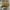 Mountaingeer Gorpcore Sportswear Hat Pria brown photo 4