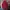 The North Face Streetwear Sweater Pria burgundy gray photo 1