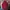 The North Face Streetwear Sweater Pria Burgundy Gray