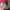 The North Face Streetwear Sweater Pria burgundy gray photo 2