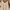 Love Bonito Casual Cami top Wanita cream photo 3