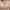 Love Bonito Casual Crop top Wanita cream photo 5