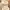 Love Bonito Casual Cami top Wanita white photo 4