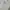 Love Bonito Casual Cami top Wanita white photo 6