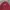 LAINE Muslim Baju muslim Pria burgundy photo 2