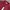 LAINE Muslim Baju muslim Pria burgundy photo 4