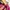 Adidas Sportswear Bomber jacket Wanita pink black photo 3