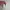Adidas Sportswear Sneakers Pria white photo 4