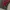 Adidas Sportswear Jersey Pria red black photo 5