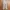 Minimalist Casual Formal Pants Pria Tan Cream