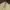 MUSINSA STANDARD Casual Formal pants Pria khaki photo 3