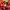 Gorpcore Track jacket Pria burgundy red photo 6