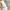 Bossini Luxury Casual pants Pria tan photo 4