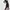 Coquette Going out dress Wanita black photo 1