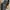 Dickies Streetwear Boots Pria brown photo 5