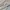 Burberry Vintage Casual Harrington jacket Pria khaki cream photo 8