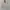 Burberry Vintage Casual Harrington jacket Pria khaki cream photo 1