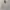 Burberry Vintage Casual Harrington Jacket Pria Khaki Cream