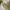 Pomelo Minimalist Midi dress Wanita white photo 4