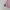 Polo Ralph Lauren Casual Hoody Wanita pink photo 3