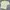 Casual Polo shirt Pria yellow photo 1