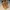 Timberland Streetwear Gorpcore Boots Pria tan brown photo 1