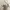 Yves Saint Laurent YSL Minimalist Polo shirt Pria multicolor photo 3