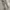Uniqlo Casual Casual pants Pria tan photo 2