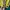 The North Face Gorpcore Windbreaker Pria black yellow photo 3