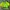 Vintage Streetwear Sweatshirt Pria Green