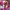 Mizuno Vintage Streetwear Windbreaker Wanita pink photo 5