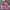 Mizuno Vintage Streetwear Windbreaker Wanita pink photo 6