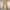 Patagonia Streetwear Reworked Wanita Tan Brown