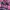 Teenie Weenie Casual Formal shirt Pria navy pink photo 2