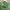 Casual Formal shirt Pria green photo 2