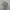 Casual Formal shirt Pria gray photo 1