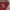 Dickies Vintage Hoody Pria burgundy photo 2