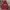Dickies Vintage Hoody Pria burgundy photo 1