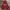 Dickies Vintage Hoody Pria Burgundy