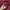 Dickies Vintage Hoody Pria burgundy photo 3