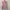 National Geographic Streetwear Luxury Sweatshirt Pria pink photo 2