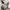 Maison Kitsuné Vintage Luxury Sweatshirt Pria white photo 4