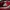 Nike Sportswear Pria white red photo 5