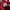 Puma Casual Sneakers Pria white red photo 6