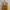 Love Bonito Casual Cami top Wanita yellow photo 4