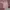 Zoya Minimalist Muslim Midi dress Wanita multicolor pink photo 5