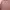 Zoya Minimalist Muslim Midi dress Wanita multicolor pink photo 3