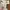 Dickies Casual Casual pants Pria brown photo 4